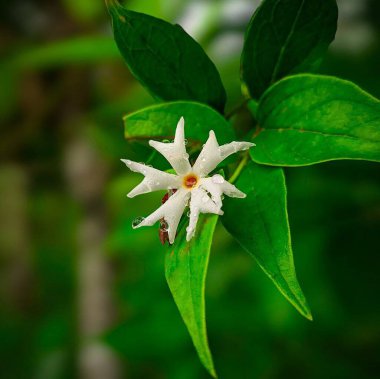 Güzel beyaz çiçeklerin yakın görüntüsü