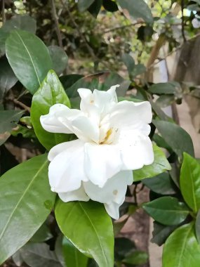 Bahçedeki beyaz çiçek