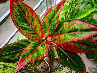 Güzel botanik fotoğrafı, doğal duvar kağıdı.