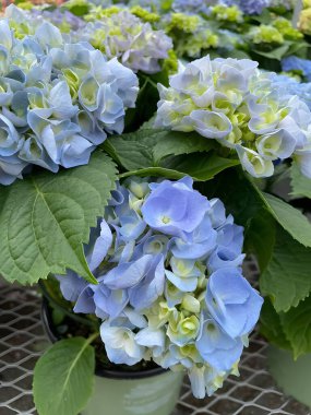 Bahçedeki güzel çiçekler