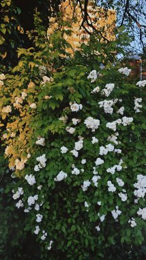 Bahçedeki güzel çiçekler