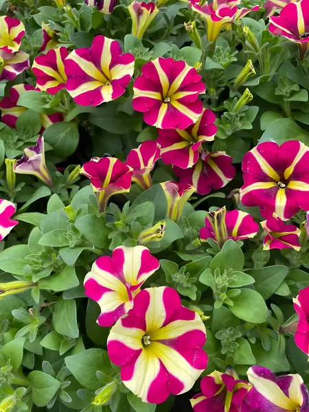 Bahçedeki güzel çiçekler