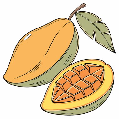 Çizgi film olgun kayısıların vektör çizimi. beyaz üzerine izole.