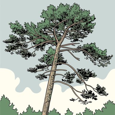vektör el çizilmiş çam ağacı