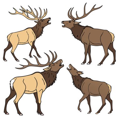 Farklı pozlarla geyiğin vektör illüstrasyonu