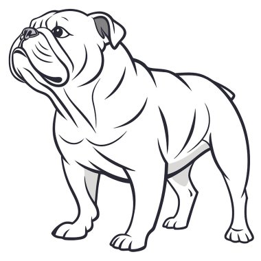 Beyaz arka planda köpek buldogunun vektör çizimi