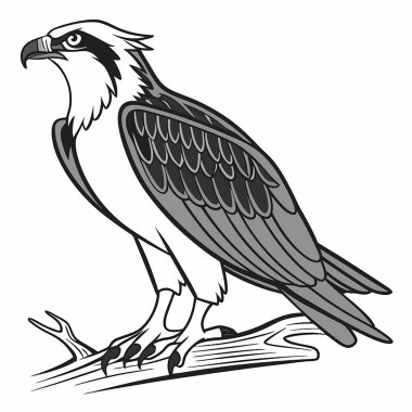 Beyaz arkaplanda kuş vektör çizimi