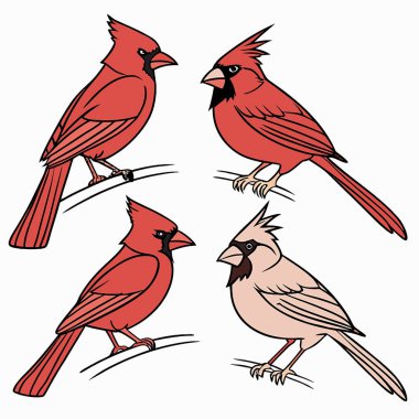 Kırmızı renkli kuşlar.