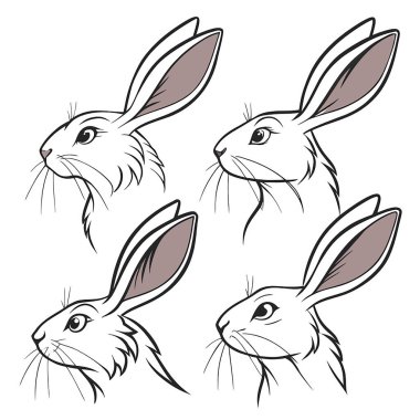 beyaz tavşan kümesi