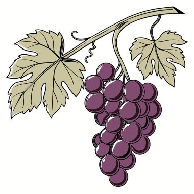 üzüm demeti vektör illüstrasyonu