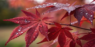 Ağacın dalında kırmızı yapraklar