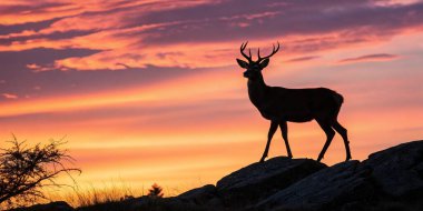 Vahşi doğada güzel bir geyik