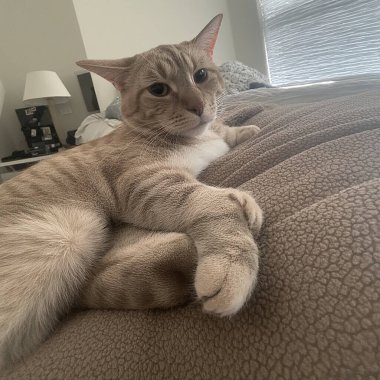 Yataktaki sevimli kedi.