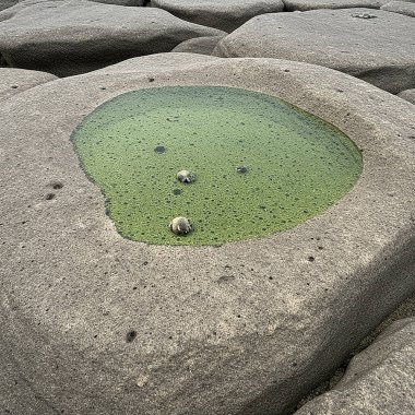 Taşta yeşil yosun var.
