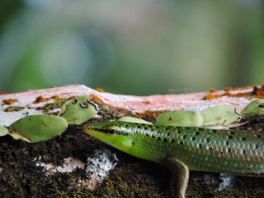 Yeşil bir kertenkele, yemyeşil bir ormandaki yosunlu bir dala uzanır. Pulları doğal çevreyle harmanlanır, vahşi yaşam, doğa ve eko-temalı projeler için mükemmeldir. Yumuşak ışıkta yakalanmış, ayrıntılı makro fotoğrafçılık için ideal