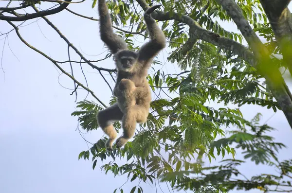 Anne bir şebeke yavrusuyla tropikal bir orman gölgesinde zarif bir şekilde sallanır. Canlı yeşil yapraklarla çevrelenmiş bu iç açıcı vahşi yaşam sahnesi ebeveynler ve çocuklar arasındaki bağı yakalıyor.
