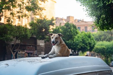 Mısır 'ın güneyindeki Kahire' de yaz sıcağında başıboş bir Mısırlı sokak köpeği park halindeki bir arabanın üzerinde oturuyor.