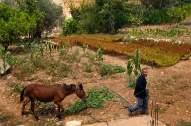 Lastik, Lübnan. 16 Temmuz 2010.Lübnanlı çiftçi atına tütün tarlasında liderlik ediyor, güney Lübnan