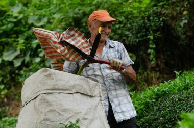 5 Eylül 2014 'te Rize, Türkiye' deki çay çiftliğindeki adam