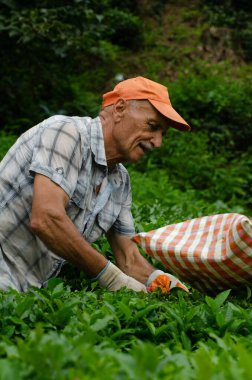 Rize, Türkiye, 5 Eylül 2014. Türkiye 'nin kuzeydoğusunda Rize yakınlarındaki Karadeniz Dağları' nın çay tarlalarında çalışan Türk çiftçi Ali