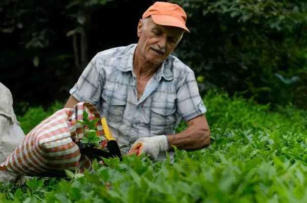 Rize, Türkiye, 5 Eylül 2014. Türkiye 'nin kuzeydoğusunda Rize yakınlarındaki Karadeniz Dağları' nın plantasyonlarında çalışan Türk çay çiftçisi Ali