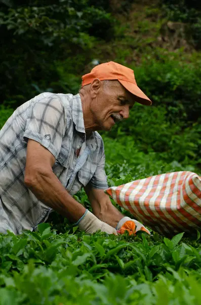 Rize, Türkiye, 5 Eylül 2014. Türkiye 'nin kuzeydoğusunda Rize yakınlarındaki Karadeniz Dağları' nın çay tarlalarında çalışan Türk çiftçi Ali