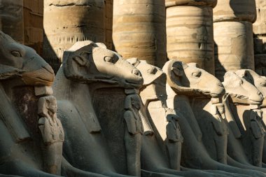 Karnak Tapınağı 'nın girişinde Sfenks Bulvarı, Koç başlı heykeller ve Aslan gövdesi, 30. Hanedan' dan kalma antik Mısır simgeleri ve sembolleri var. Eski Mısır arkeolojisi Luxor, Mısır. 