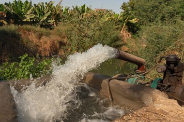 Yukarı Mısır 'daki plantasyonlarda yetişen muz ürünlerinin yoğun sularını beslemek için Nil Nehri' nden sulama kanallarına su pompalanır..