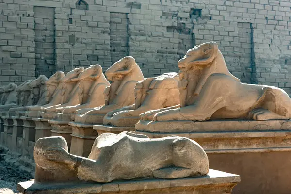 Karnak Tapınağı 'nın girişinde Sfenks Bulvarı, Koç başlı heykeller ve Aslan gövdesi, 30. Hanedan' dan kalma antik Mısır simgeleri ve sembolleri var. Eski Mısır arkeolojisi Luxor, Mısır. 