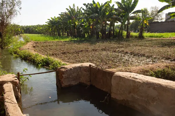 Mısır 'ın yukarısındaki bir çiftlikte bitki ve muz ekinlerini beslemek için Nil Nehri' nden su getiren sulama kanalları ve kanalları. 