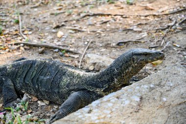 Büyük monitör kertenkeleleri, su monitörü Bangkok 'taki Lumphini Parkı' ndaki gölün yanında ya da yüzerken sık görülen bir görüntüdür.. 