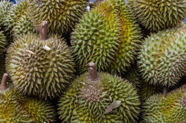 Durian meyvesi, yeşil dikenli kabuğuyla, Tayland 'ın Bangkok kentindeki bir sokak gıda pazarında görülen Güneydoğu Asya mutfağında ve geleneksel tıpta kendine özgü bir kokusu olan popüler bir besleyici meyvedir..