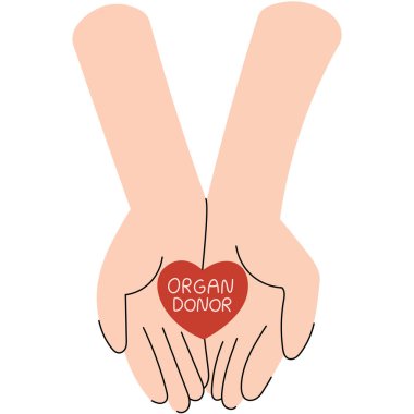 Üzerinde Organ Bağışçısı yazan bir kalbi tutan iki el, bakımı ve hayat kurtaran cömertliği sembolize ediyor. Ulusal Organ Bağışı Günü.