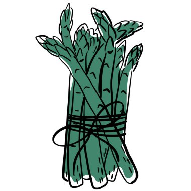 Kuşkonmaz demeti iple bağlandı. Sicimle bağlanmış taze yeşil kuşkonmaz demetinin el çizimi vektör çizimi, yemek veya sağlıklı yeme kavramları için ideal.