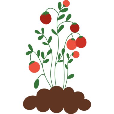 Toprakta yetişen domates bitkisi. Yeşil saplı domates bitkisi ve kahverengi topraktan filizlenen kırmızı olgun domatesler, bahçeciliği ve tarımı temsil ediyor..  