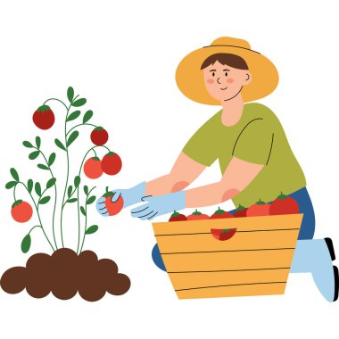 Bahçede domates toplayan bir adam. Çiftçilik ve bahçıvanlık konsepti, sağlıklı yaşam tarzı, organik gıda, kırsal yaşam. 