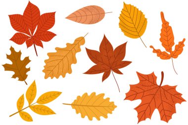 Renkli sonbahar yaprakları, çeşitli şekillerde ve turuncu, kırmızı ve sarı tonlarda beyaz arka planda. Mevsimlik tasarımlar ve sonbahar dekorasyonları için mükemmel..