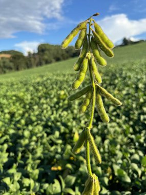 Berrak bir mavi gökyüzünün altında, yemyeşil bir tarlada yeşil soya fasulyelerinin yakın çekimi, arka planda dağınık bulutlar ve canlı bir tarla, tarımsal büyümeyi ve hasatı simgeliyor..