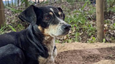 Tapılası bir kurtarma köpeği canlı yeşil bitki örtüsüyle çevrili orman zemininde huzur içinde dinleniyor. Onun siyah ve beyaz ceketi bakışlarında merak ve sakinliği ifade ediyor. Arka planda ağaçların ve yaprakların dolaştığı doğal bir dünya var.