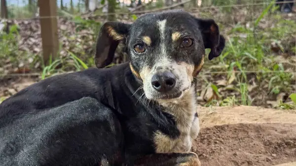 Tapılası bir melez köpek yeşil çimenler ve kuru yapraklarla çevrili açık havada toprak zeminde huzur içinde yatar. Köpeğin ifadesi sakin ve özgüvenli bir şekilde sahneyi huzurlu ve büyüleyici kılıyor..