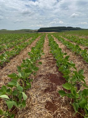 Düzenli sıralarda büyüyen büyük bir soya fasulyesi çiftliği. Yeşil bitkiler zengin, ekilmiş topraktan filizlenir, sıraların arasında saman katmanları vardır. Bulutlu gökyüzü ve arka plandaki tepeler sakin ve doğal bir atmosfer yaratıyor..