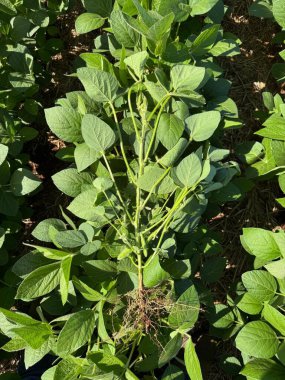 Tarım alanında yemyeşil yapraklı soya fasulyesi kökü. Görüntü, yeşilliklerin zenginliğini ve topraktan çıkan kök yapısını yakalıyor. Beslenme ve sağlıklı ürün büyümesini sembolize ediyor..