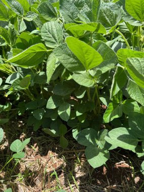 Görüntü yoğun, canlı soya yaprağını, güneşli bir günde etrafı toprak ve çimlerle çevrili parlak ve sağlıklı yeşil yaprakları gösteriyor. Doğal ortam tazelik ve sağlıklı bir büyüme hissi veriyor..