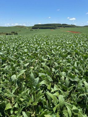 Uçsuz bucaksız, yeşil bir soya fidanı açık mavi gökyüzünün altında dağınık beyaz bulutlarla uzanıyor. Yeşillik, tarımda refah ve bereket hissi veriyor..