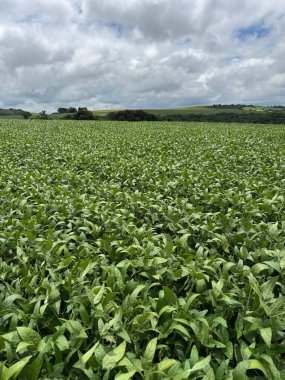 Geniş yeşil bir alanın panoramik manzarası bulutlu bir gökyüzünün altında canlı yapraklarla kaplı. Manzara, kırsal doğanın güzelliğini vurgulayan bir huzur ve tazelik hissi veriyor..
