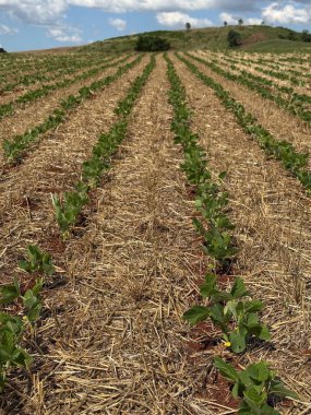 Büyümenin ilk aşamalarındaki soya fasulyesi çiftliğinin panoramik görüntüsü, kuru topraktan çıkan düzgün sıralanmış yeşil fidelerle, kuru samanla çevrili. Kırsal alan güneş tarafından aydınlatılır, mavi gökyüzü ve beyaz bulutlarla çelişir. 