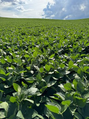 Geniş, yemyeşil bir soya fidanı bulutlu bir gökyüzünün altında uzanıyor, beyaz bulutlar ve arka planda bir fırtına, doğada bir sükunet ve bolluk hissi uyandırıyor..