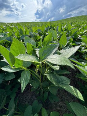 Bulutlu bir gökyüzünün altında, parlak yeşil yaprakların güneş ışığını yakaladığı güzel bir soya fasulyesi çiftliği. Sahne, modern tarımın önemini vurgulayarak, bitkilerin bolluğunu ve sağlıklı büyümesini aktarıyor..