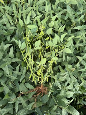 Sağlıklı, güçlü bir soya fasulyesi, yoğun yeşil yaprakların arasında ortaya çıkar. Kabuklarını ve görülebilir köklerini gösterir. Tarımsal tarım potansiyelini sembolize eder..