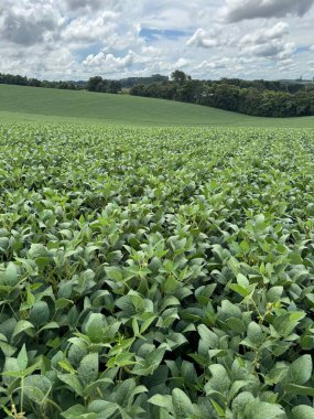 Yumuşak bulutlardan oluşan bir gökyüzünün altında canlı yeşil soya bitkileriyle kaplı engin bir alan. Kırsal alan, yoğun bitki örtüsünün ufukta yayıldığı bir huzur ve tarım refahını çağrıştırıyor..